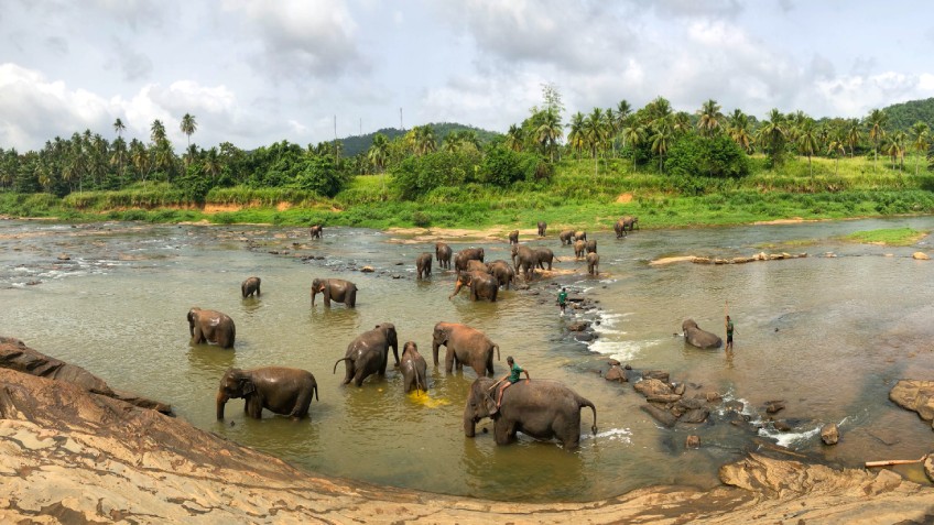 Pinnawala Elephant Orphanage