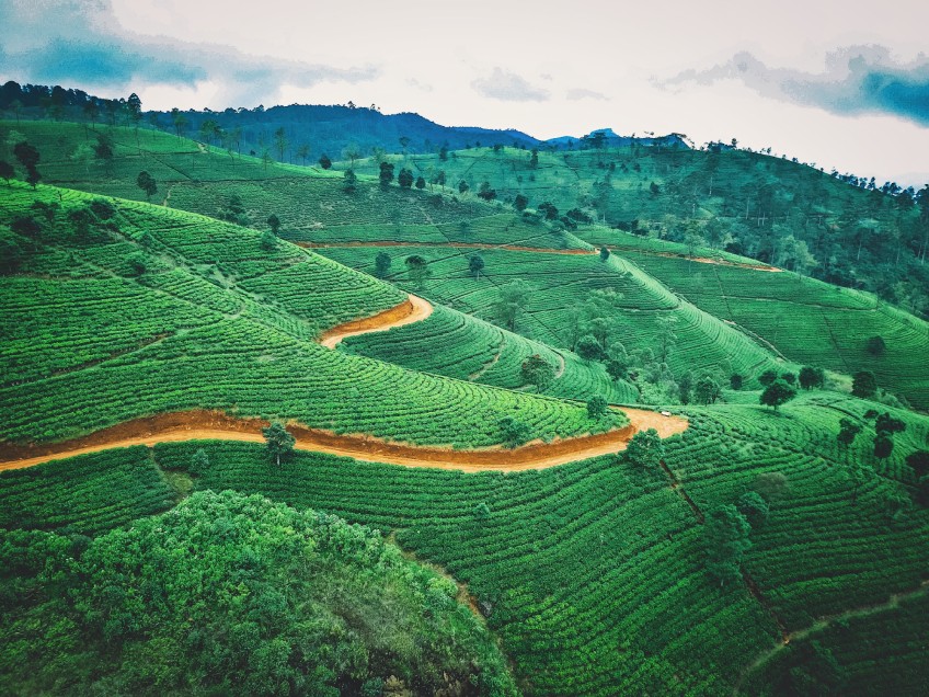 Ceylon Tea Trails